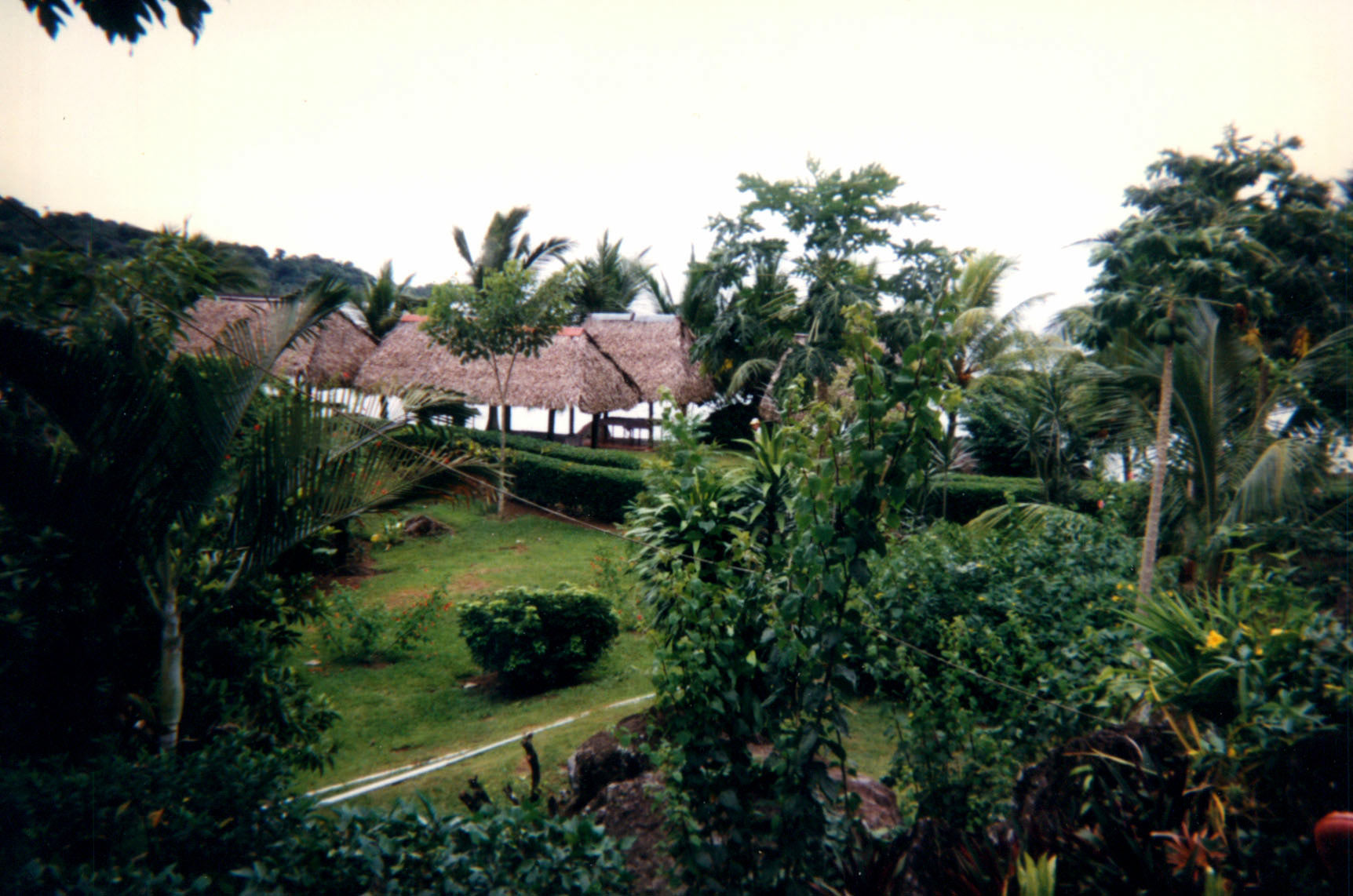 Cerna Isla Morada